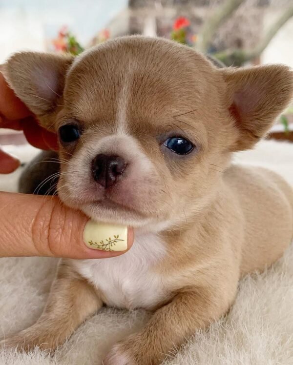 Breeder gently holding Bonnie Teacup Short Coat Chihuahua puppy's face