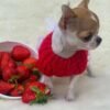 Princess Ruby Standard Chihuahua wearing a red sweater curiously looking at fresh strawberries beside her