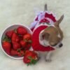 Princess Ruby Standard Chihuahua wearing an adorable red sweater sitting beside a bowl of fresh strawberries during a cute photoshoot