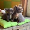Choco Chihuahua puppy playing with multiple siblings indoors