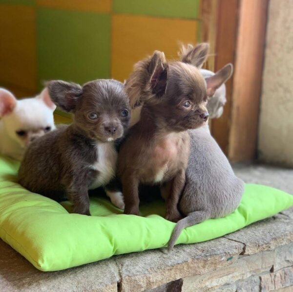 Choco Chihuahua puppy playing with multiple siblings indoors