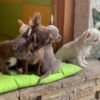 Choco chocolate Chihuahua puppy sleeping indoors beside siblings