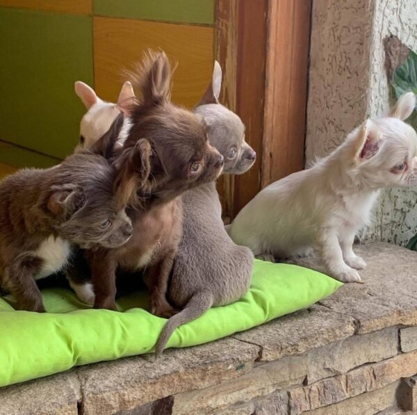 Choco chocolate Chihuahua puppy sleeping indoors beside siblings