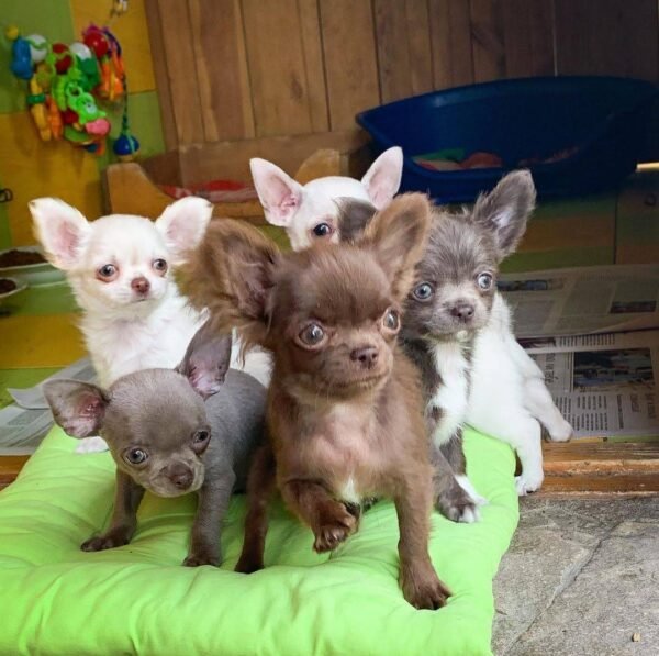 Choco long coat Chihuahua puppy exploring indoor room with siblings