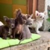 Choco chocolate long coat Chihuahua puppy running indoors with siblings