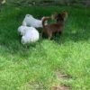 Choco long coat chocolate Chihuahua puppy playing outside with siblings in sunlight
