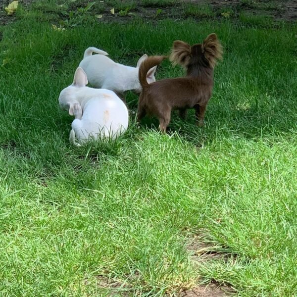Choco long coat chocolate Chihuahua puppy playing outside with siblings in sunlight