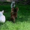 Choco chocolate long hair Chihuahua puppy playing chase with siblings outside