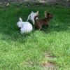 Choco standard Chihuahua puppy exploring grass with siblings outdoors