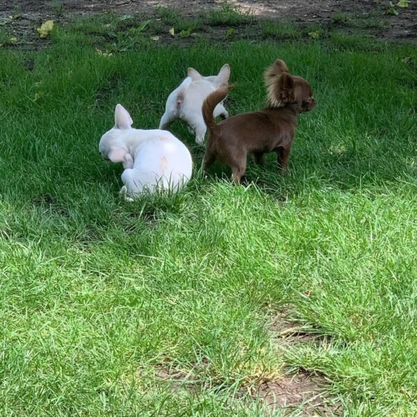 Choco standard Chihuahua puppy exploring grass with siblings outdoors