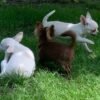 Choco chocolate Chihuahua puppy running with siblings on outdoor green lawn