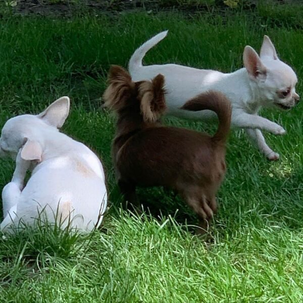 Choco chocolate Chihuahua puppy running with siblings on outdoor green lawn