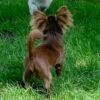Choco chocolate Chihuahua puppy looking at sibling on green lawn