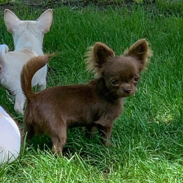 Choco chocolate Chihuahua puppy looking at camera on green grass outdoors