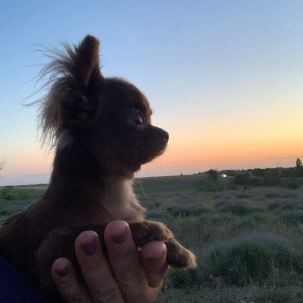 Choco chocolate long coat Chihuahua puppy with standing ears under sunset on green grass