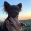 Choco standard chocolate Chihuahua puppy standing with ears up during sunset outdoors