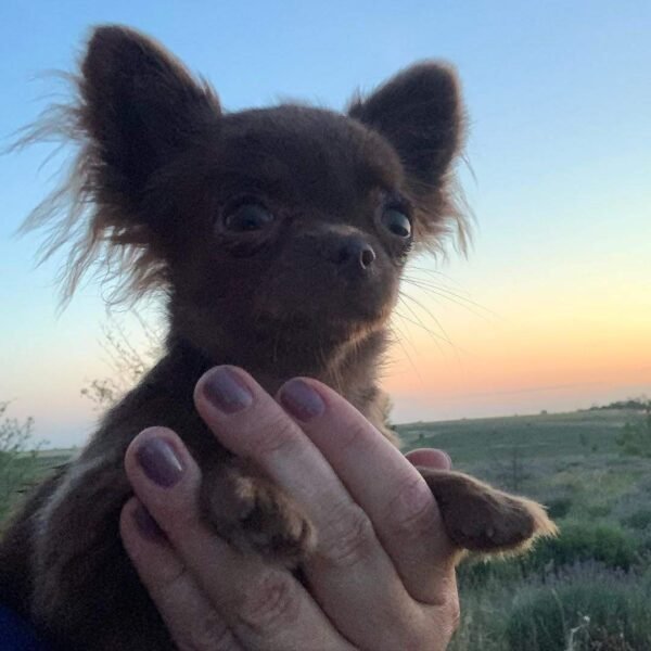 Choco standard chocolate Chihuahua puppy standing with ears up during sunset outdoors