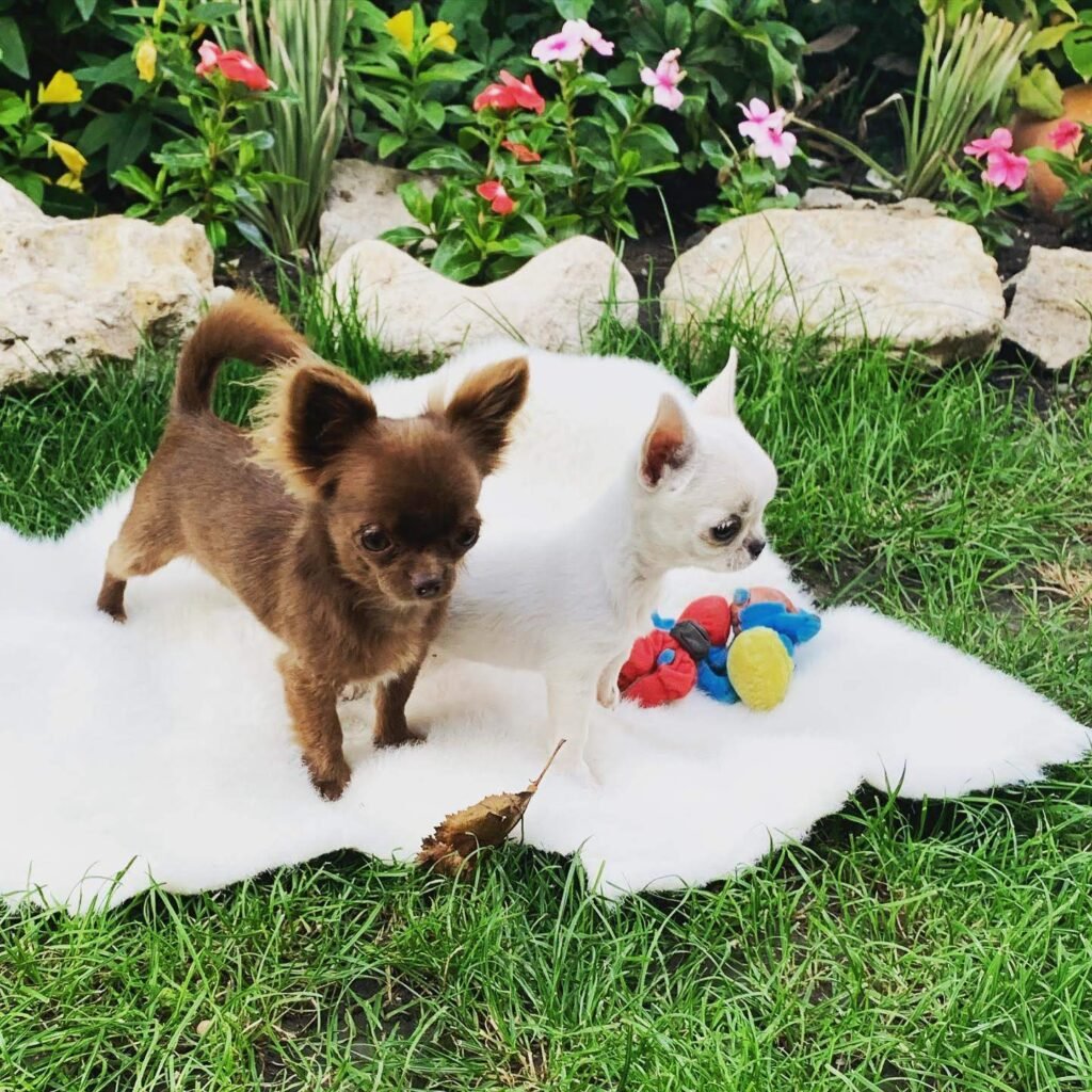 Short hair vs long hair Chihuahua comparison