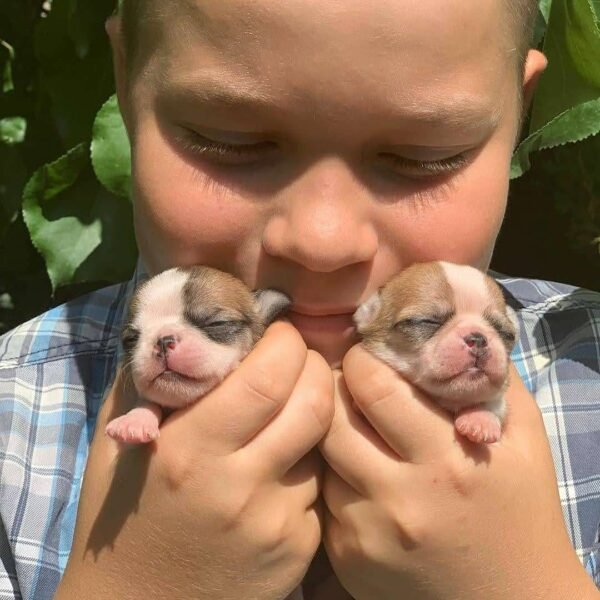 Brandon smiling while holding newborn Maya and Merribeth Teacup Chihuahua puppies beside his face