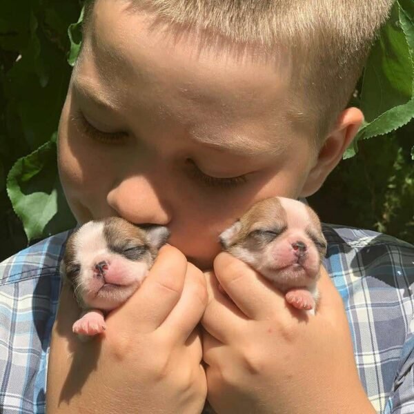 Brandon cuddling newborn Maya and Merribeth Teacup Chihuahua puppies close to his face indoors