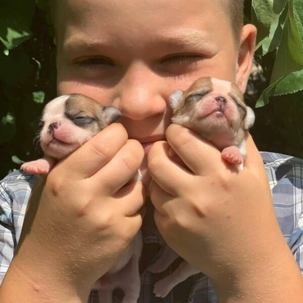 Brandon holding newborn Maya and Merribeth Teacup Chihuahua puppies close to his face with a loving smile