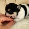 Pablo Short Hair Teacup Chihuahua puppy standing proudly