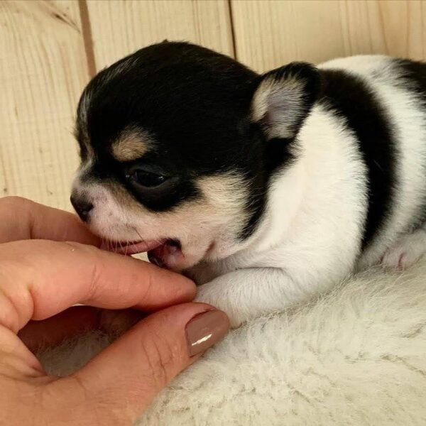Pablo Short Hair Teacup Chihuahua puppy standing proudly