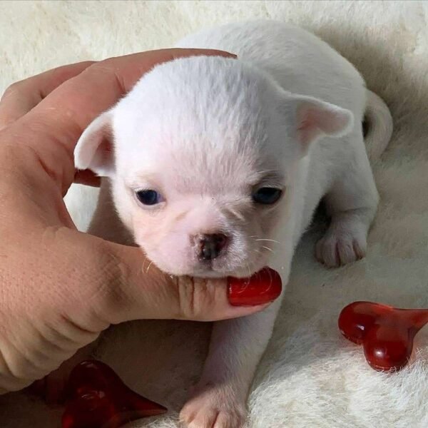One-week-old Short Hair Chihuahua Chico learning to stand