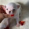 Male Chihuahua puppy Chico standing at one week old