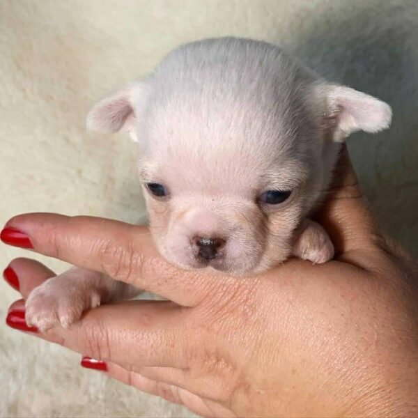 Tiny Short Hair Chihuahua puppy Chico standing during his first week