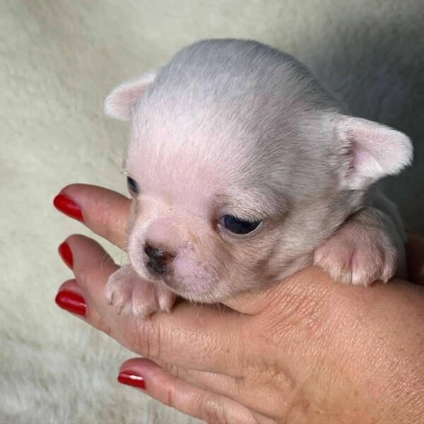 Newborn Chico Chihuahua puppy trying to stand for the first time
