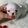 One-week-old Chico Short Hair Chihuahua puppy trying to stand