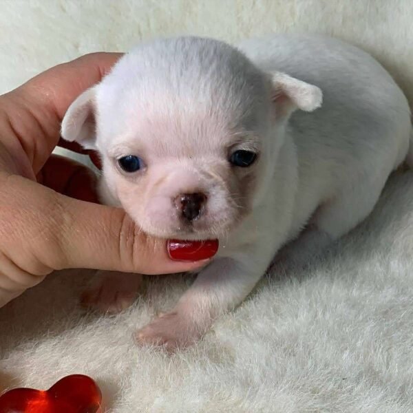 One-week-old Chico Short Hair Chihuahua puppy trying to stand