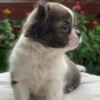 Princess Mia long hair teacup Chihuahua puppy sitting calmly outside flower background