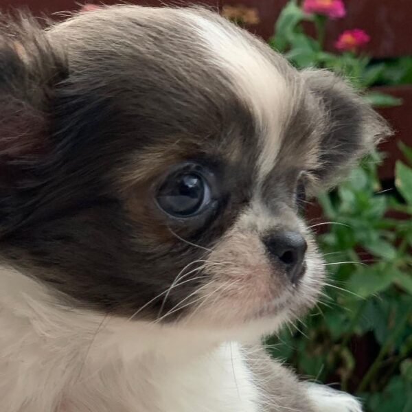 Princess Mia long coat Chihuahua puppy chilling outside in flower garden
