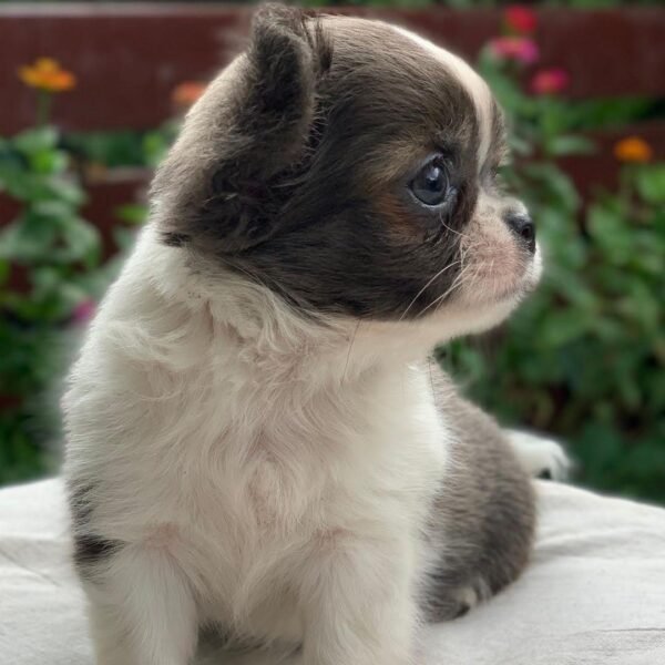 Princess Mia long hair teacup Chihuahua puppy sitting calmly outside flower background