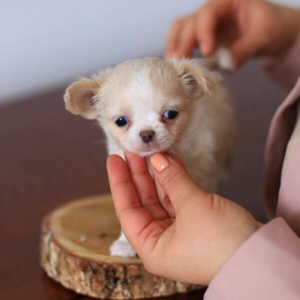 Breeder gently touching Luna Teacup Long Hair Chihuahua puppy's face