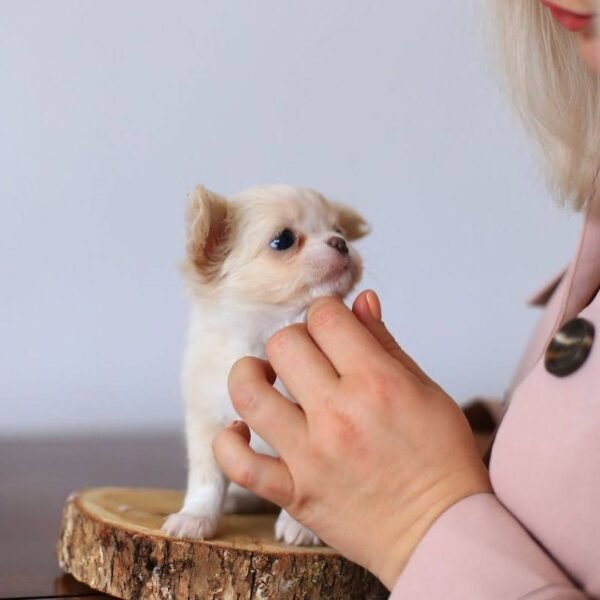 Breeder gently holding Luna's fluffy Long Hair Chihuahua face