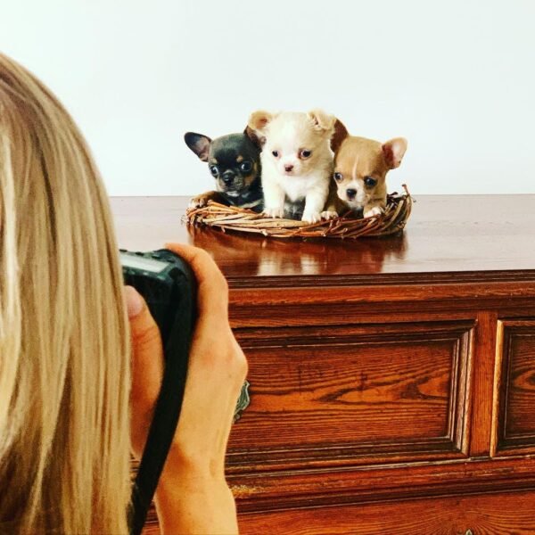 Breeder photographing Luna Bonnie and Clyde Chihuahua puppies on a table