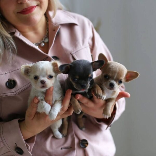 Chihuahua Hub Family Portrait β Luna, Bonnie & Clyde Breeder holding Luna Bonnie and Clyde small Chihuahua puppies at Chihuahua Hub