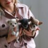 Mini Chihuahua puppies Luna Bonnie and Clyde being held by the breeder