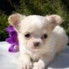 Luna Teacup Long Hair Chihuahua puppy sitting with a beautiful fluffy coat at Chihuahua Hub