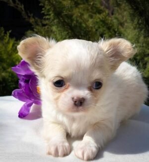 Luna Teacup Long Hair Chihuahua puppy sitting with a beautiful fluffy coat at Chihuahua Hub