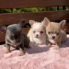 LUNA & siblings Clyde Chihuahua Puppy for Sale | Chihuahua Hub Puppies