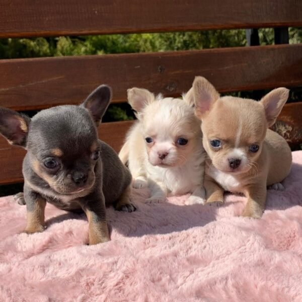 LUNA & siblings Clyde Chihuahua Puppy for Sale | Chihuahua Hub Puppies