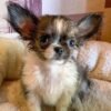 Princess Mia long hair teacup Chihuahua puppy resting on sofa after shower wet coat