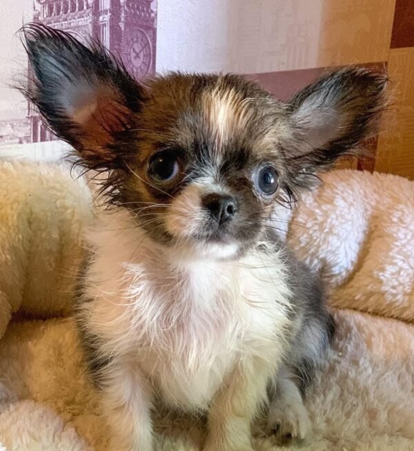 Princess Mia long hair teacup Chihuahua puppy resting on sofa after shower wet coat