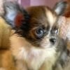 Princess Mia blue white cream Chihuahua puppy with wet fur resting on couch after bath