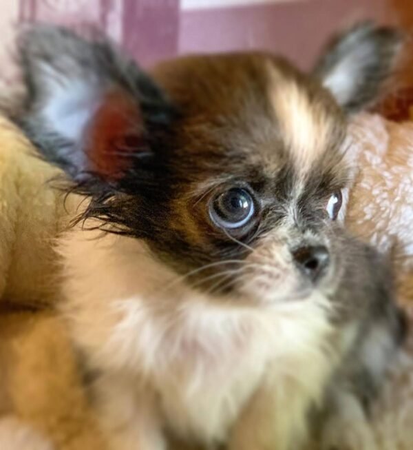 Princess Mia blue white cream Chihuahua puppy with wet fur resting on couch after bath