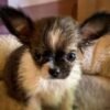 Princess Mia wet long hair teacup Chihuahua puppy sitting on couch after shower